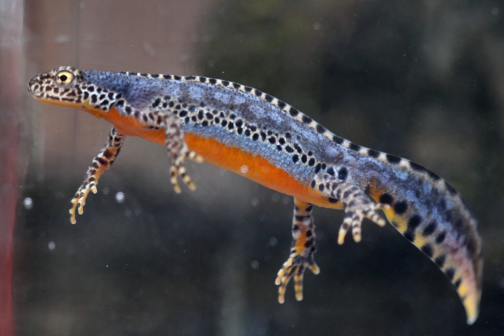 Bergmolch (Ichthyosaura alpestris) – NABU