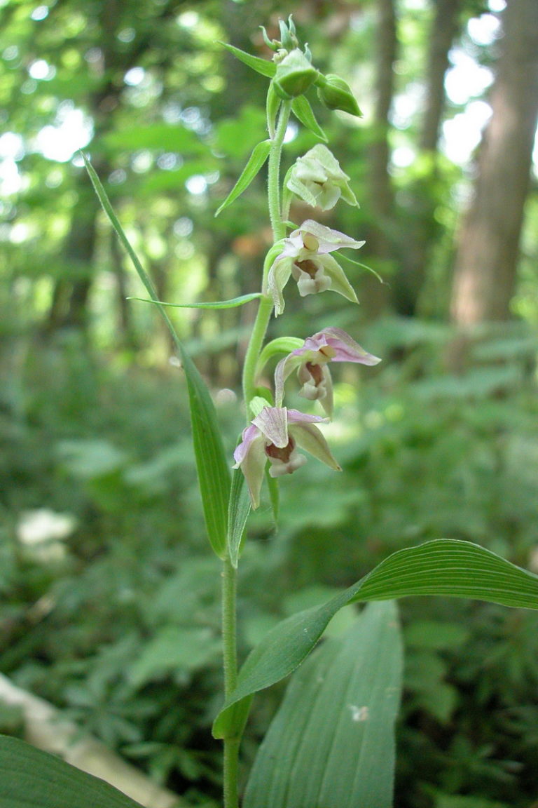 Breitblättrige Stendelwurz (Epipactis helleborine) NABU
